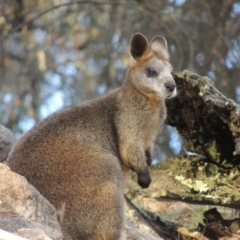 Notamacropus rufogriseus at Conder, ACT - 27 Jul 2014