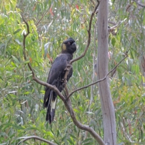 Zanda funerea at Tennent, ACT - 10 Dec 2014