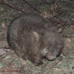 Vombatus ursinus (Common wombat, Bare-nosed Wombat) at Rob Roy Range - 16 Aug 2015 by MichaelBedingfield