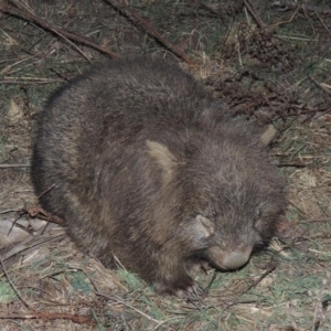 Vombatus ursinus at Conder, ACT - 16 Aug 2015 07:08 PM