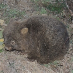 Vombatus ursinus at Conder, ACT - 16 Aug 2015 07:08 PM