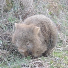 Vombatus ursinus at Conder, ACT - 16 Aug 2015 07:08 PM