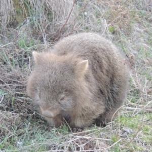 Vombatus ursinus at Conder, ACT - 16 Aug 2015 07:08 PM