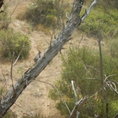 Osphranter robustus at Stromlo, ACT - 1 Jan 2016