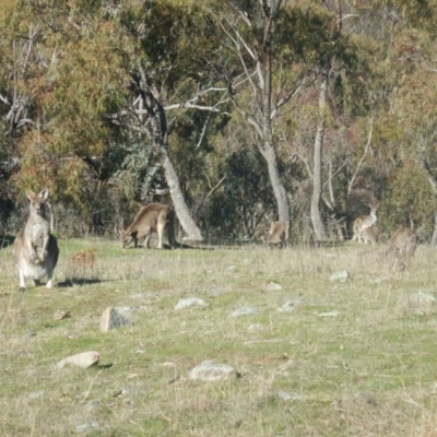 Macropus giganteus (Eastern Grey Kangaroo) at Garran, ACT - 29 Aug 2015 by MichaelMulvaney