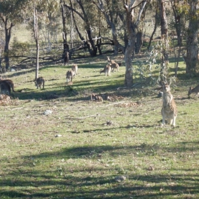 Macropus giganteus (Eastern Grey Kangaroo) at Red Hill, ACT - 29 Aug 2015 by MichaelMulvaney