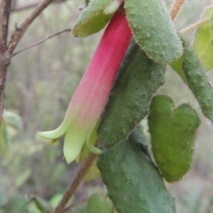 Correa reflexa var. reflexa at Greenway, ACT - 18 Feb 2016 08:12 PM