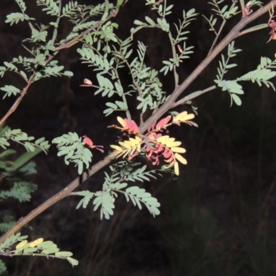 Acacia rubida (Red-stemmed Wattle, Red-leaved Wattle) at Pine Island to Point Hut - 22 Feb 2016 by michaelb