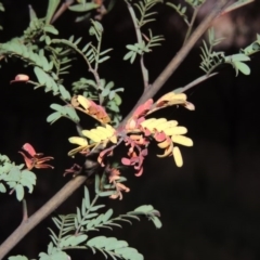 Acacia rubida at Greenway, ACT - 22 Feb 2016 08:26 PM