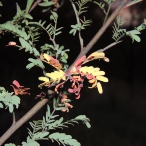 Acacia rubida at Greenway, ACT - 22 Feb 2016 08:26 PM