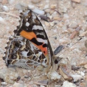 Vanessa kershawi at Greenway, ACT - 22 Feb 2016 07:42 PM