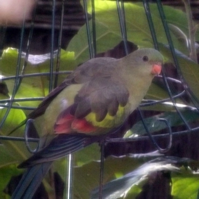 Polytelis anthopeplus monarchoides (Regent Parrot) at Pearce, ACT - 3 Jun 2016 by davidb