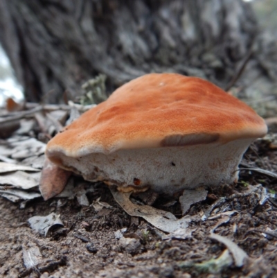 Postia pelliculosa (A wood-rotting bracket fungus) at Aranda, ACT - 3 Jun 2016 by CathB