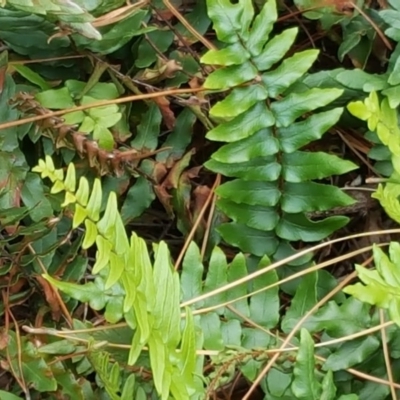 Pellaea calidirupium (Hot Rock Fern) at Isaacs, ACT - 31 May 2016 by Mike