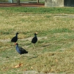 Porphyrio melanotus (Australasian Swamphen) at Kingston, ACT - 30 May 2016 by Mike