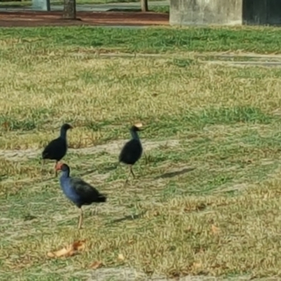 Porphyrio melanotus (Australasian Swamphen) at Kingston, ACT - 31 May 2016 by Mike