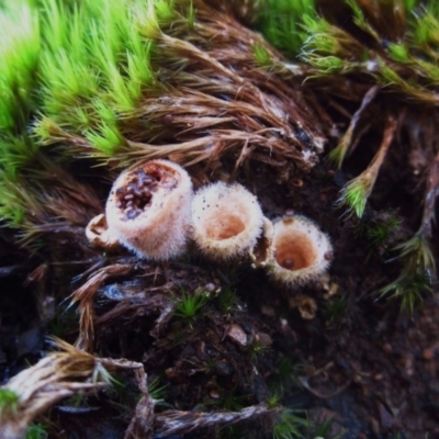 Nidula niveotomentosa (A birds-nest fungus) at Aranda Bushland - 27 Jul 2014 by CathB