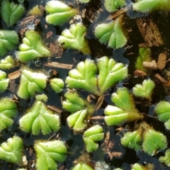 Ricciocarpos natans (Floating Liverwort) at Kingston, ACT - 31 May 2016 by Mike