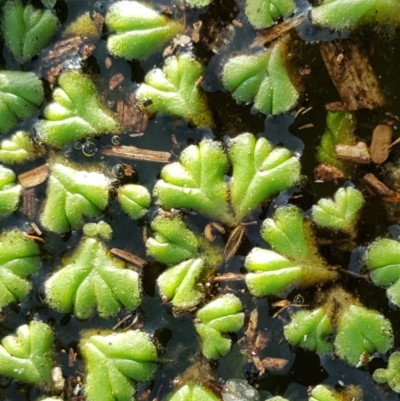 Ricciocarpos natans (Floating Liverwort) at Lake Burley Griffin Central/East - 30 May 2016 by Mike