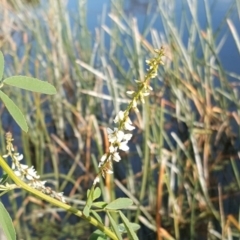 Melilotus albus (Bokhara) at Lake Burley Griffin Central/East - 31 May 2016 by Mike