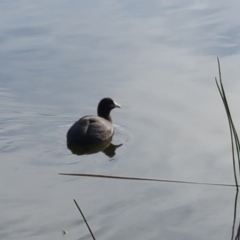 Fulica atra (Eurasian Coot) at Kingston, ACT - 30 May 2016 by Mike