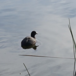 Fulica atra at Kingston, ACT - 31 May 2016 09:04 AM