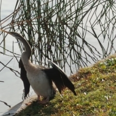 Anhinga novaehollandiae (Australasian Darter) at Kingston, ACT - 31 May 2016 by Mike