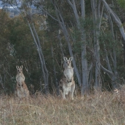 Macropus giganteus (Eastern Grey Kangaroo) at Isaacs Ridge - 25 May 2016 by Mike