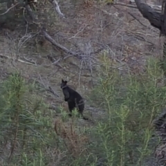 Wallabia bicolor (Swamp Wallaby) at Isaacs Ridge - 29 May 2016 by Mike