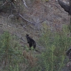 Wallabia bicolor (Swamp Wallaby) at Jerrabomberra, ACT - 29 May 2016 by Mike