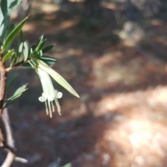 Styphelia triflora (Five-corners) at Jerrabomberra, ACT - 29 May 2016 by Mike