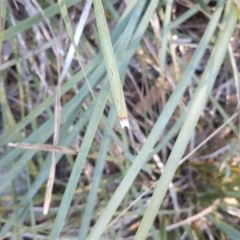 Lomandra longifolia (Spiny-headed Mat-rush, Honey Reed) at Isaacs Ridge - 29 May 2016 by Mike