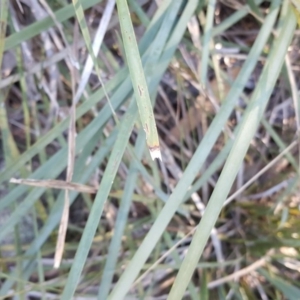 Lomandra longifolia at Jerrabomberra, ACT - 29 May 2016 03:15 PM