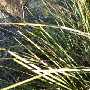 Lomandra longifolia at Isaacs Ridge - 29 May 2016 03:14 PM