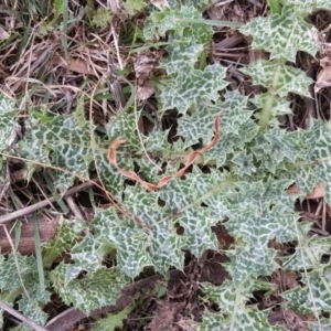 Silybum marianum at Isaacs Ridge - 25 May 2016 01:41 PM