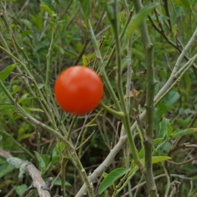 Solanum pseudocapsicum (Jerusalem Cherry, Madeira Cherry) at Isaacs, ACT - 25 May 2016 by Mike
