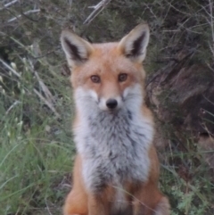 Vulpes vulpes (Red Fox) at Bonython, ACT - 13 Apr 2014 by MichaelBedingfield