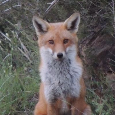 Vulpes vulpes (Red Fox) at Bonython, ACT - 13 Apr 2014 by MichaelBedingfield