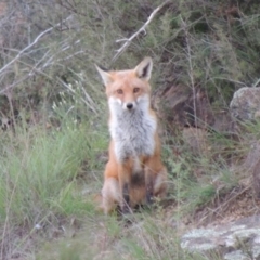 Vulpes vulpes at Bonython, ACT - 13 Apr 2014