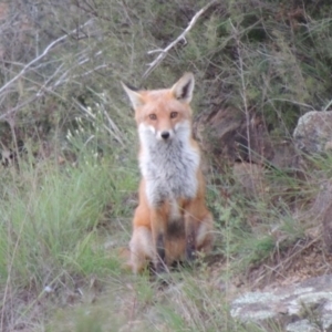 Vulpes vulpes at Bonython, ACT - 13 Apr 2014