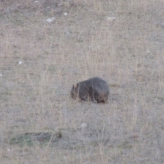 Vombatus ursinus (Common wombat, Bare-nosed Wombat) at Tennent, ACT - 13 Aug 2015 by michaelb