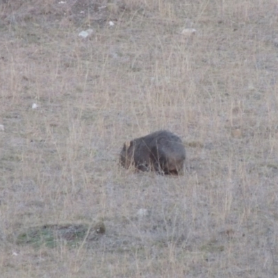 Vombatus ursinus (Bare-nosed Wombat) at Tennent, ACT - 13 Aug 2015 by MichaelBedingfield