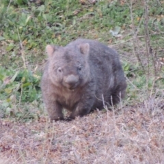 Vombatus ursinus (Common wombat, Bare-nosed Wombat) at Tennent, ACT - 2 Aug 2014 by michaelb