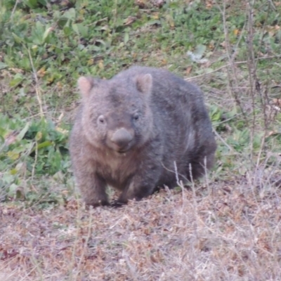 Vombatus ursinus (Common wombat, Bare-nosed Wombat) at Tennent, ACT - 2 Aug 2014 by michaelb