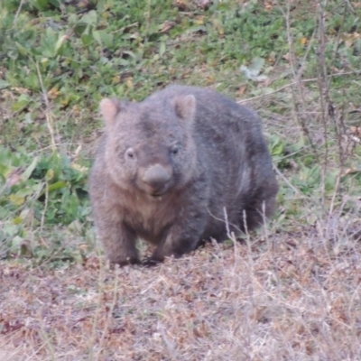 Vombatus ursinus (Bare-nosed Wombat) at Tennent, ACT - 2 Aug 2014 by MichaelBedingfield