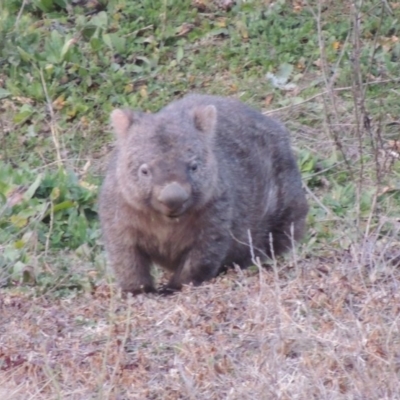 Vombatus ursinus (Common wombat, Bare-nosed Wombat) at Tennent, ACT - 2 Aug 2014 by MichaelBedingfield