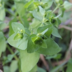 Euphorbia peplus (Petty Spurge) at Kambah Pool - 23 Feb 2016 by michaelb