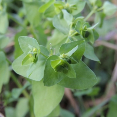 Euphorbia peplus (Petty Spurge) at Kambah Pool - 23 Feb 2016 by MichaelBedingfield