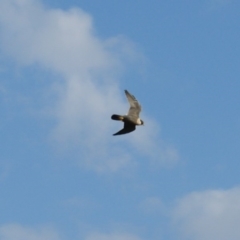 Falco peregrinus at Isaacs Ridge - 31 Mar 2016