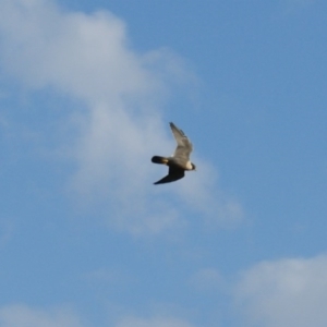 Falco peregrinus at Isaacs Ridge - 31 Mar 2016